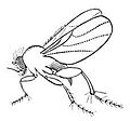 Downloadable Fly Image.jpg