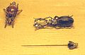 Scarabs brooches and fly pin.jpg