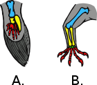 Fin and limb